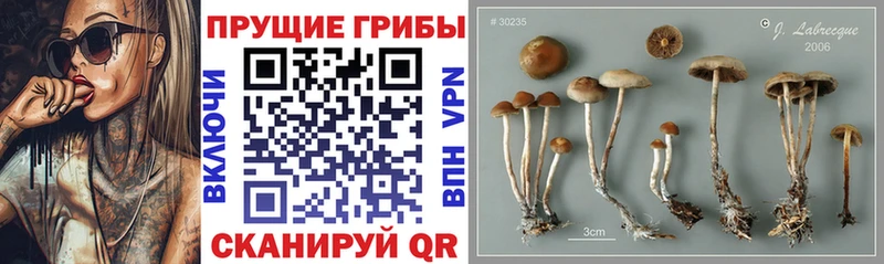 Галлюциногенные грибы MAGIC MUSHROOMS  продажа наркотиков  Верхнеуральск 